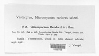 Gloeosporium betulae image